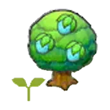 莓莓樹苗