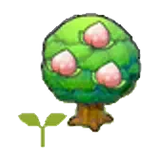 桃桃樹苗