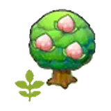 小桃桃樹