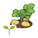 馬鈴薯苗