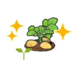 馬鈴薯苗