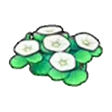 海邊的花