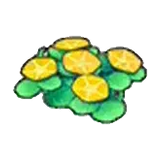 海邊的花