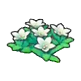 岩地的花