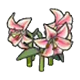 優雅的花