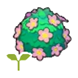 可愛花籬的苗