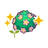 可愛花籬的苗
