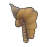 凍原化石(頭)