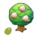 桃桃種子