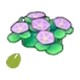 海邊的花的種子