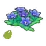 岩地的花的種子
