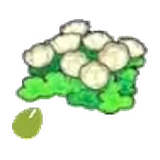 空島的花的種子