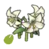 優雅的花的種子