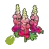 堅韌的花的種子