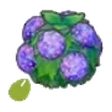 水潤花籬的種子