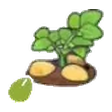 馬鈴薯的種子