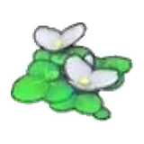 浮萍的花
