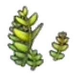 蕨類