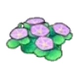 海邊的花