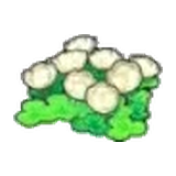 空島的花
