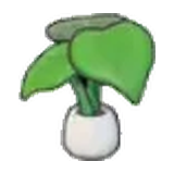 大葉子的植栽